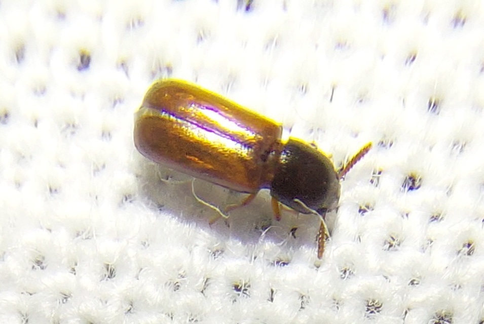 Corticeus