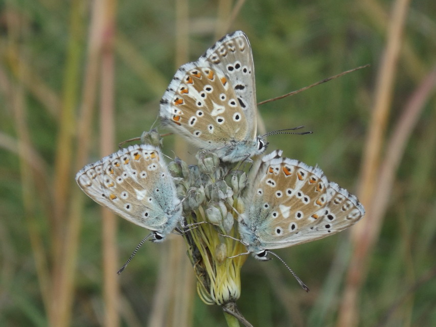 Polyommatus coridon - ezüstkék boglárka