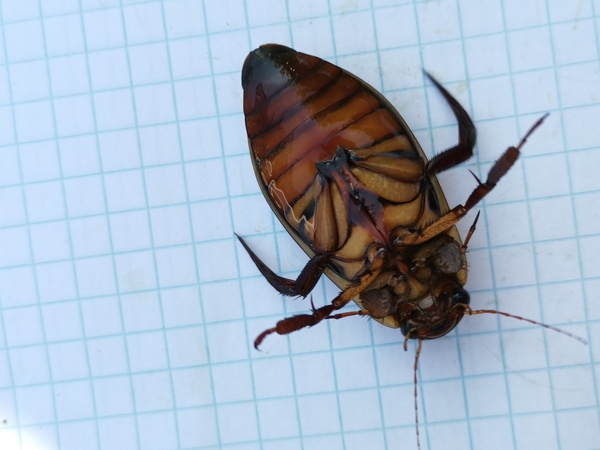 Dytiscus dimidiatus - tompacsípős csíkbogár