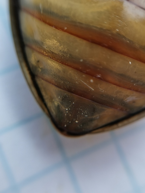 Cybister lateralimarginalis - nagy búvárbogár