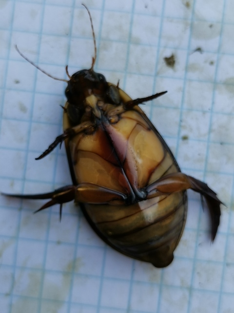 Cybister lateralimarginalis - nagy búvárbogár