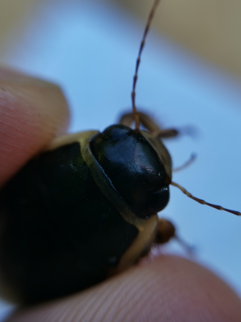 Dytiscus circumflexus - foltoshasú csíkbogár