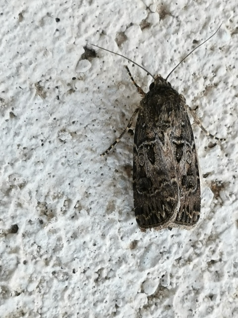 Agrotis bigramma - kétjegyű földibagoly