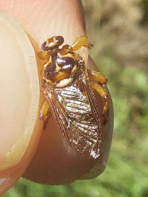 Hippobosca equina - ló-kullancslégy