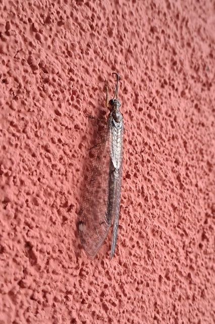 Myrmeleontidae - hangyalesők