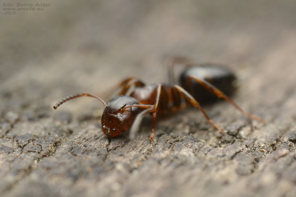 Colobopsis truncata - kapushangya