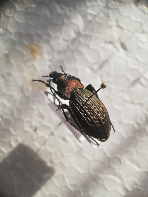 Carabus cancellatus - ragyás futrinka