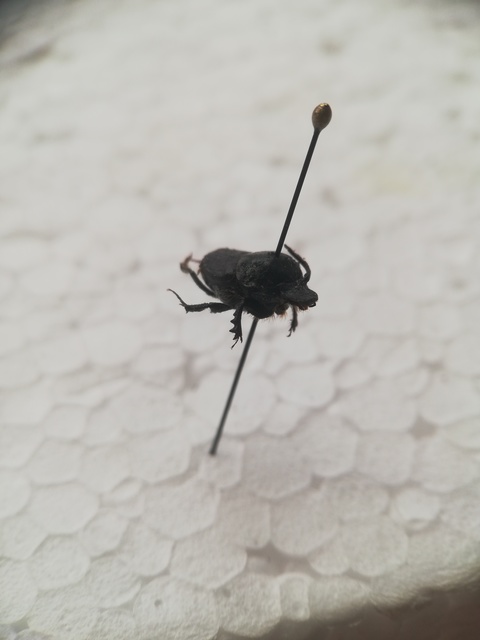 Onthophagus illyricus - tülkös trágyatúró
