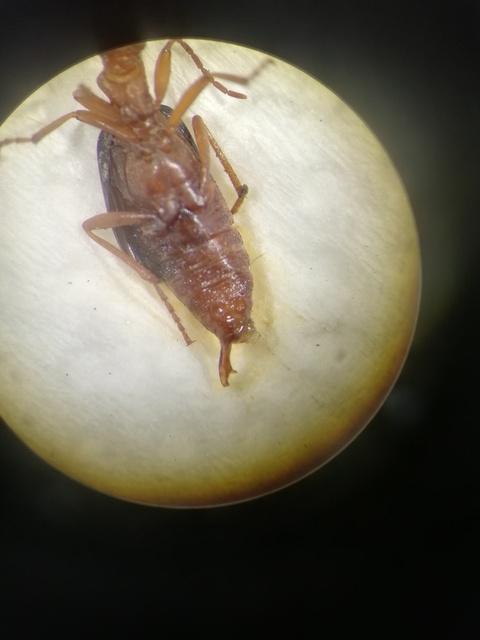 Brachinus elegans - mezei pöfögőfutó
