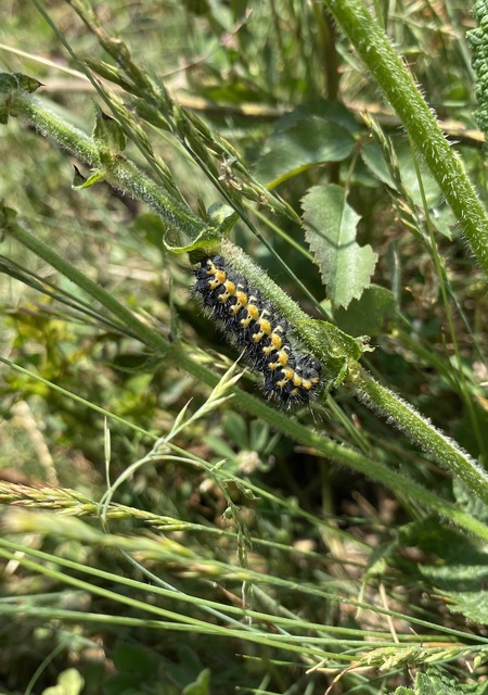 Saturnia pavoniella/pavonia Saturnia pavoniella/pavonia
