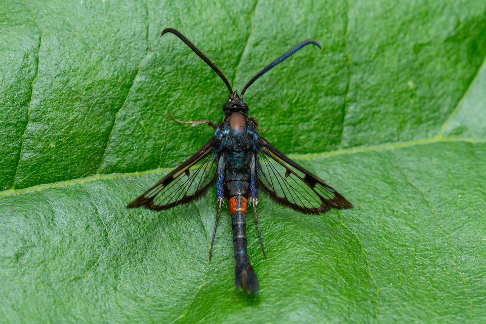 Sesiidae - szitkárfélék