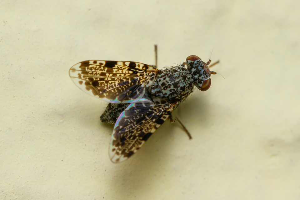 Callopistromyia annulipes - pávalégy