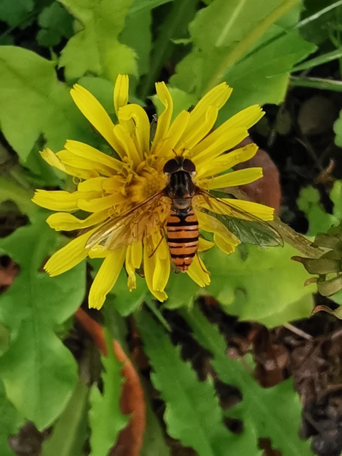 Episyrphus balteatus - ékfoltos zengőlégy