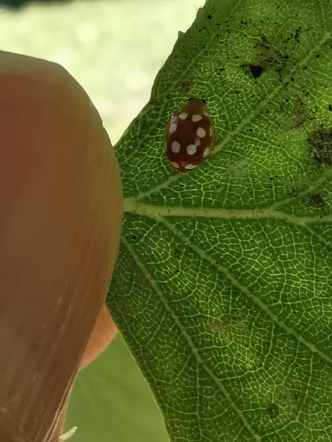 Vibidia duodecimguttata - tizenkétcseppes füsskata