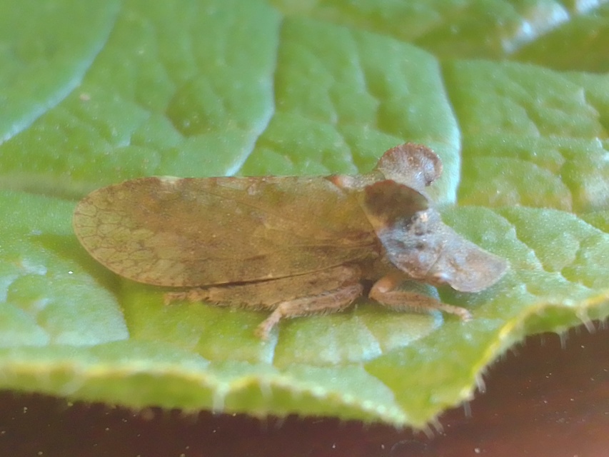 Ledra aurita - füleskabóca
