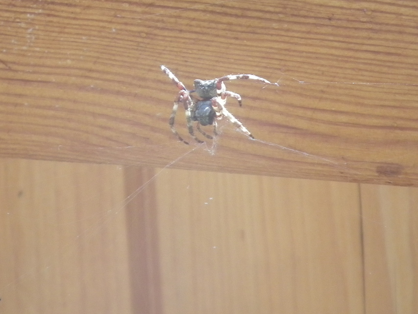 Araneus circe/angulatus