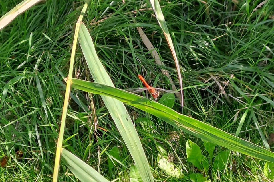 Sympetrum sanguineum - vörös katona-szitakötő