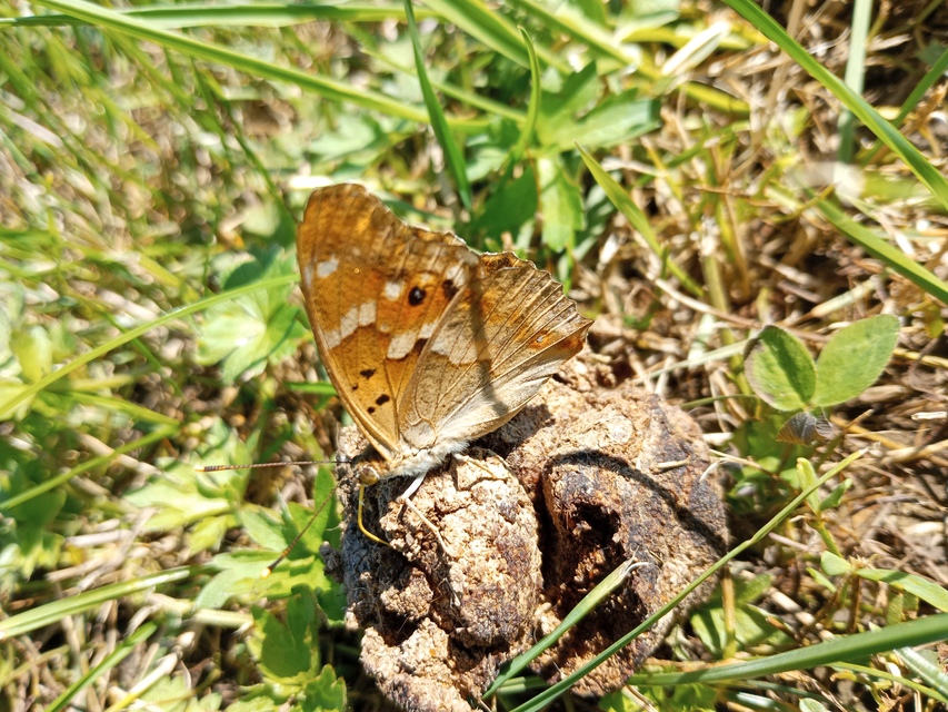 Apatura ilia - kis színjátszólepke