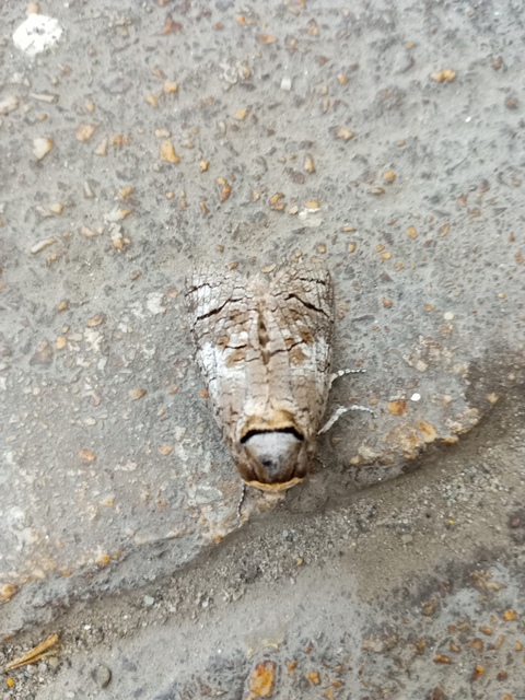 Cossus cossus - fűzfarontólepke