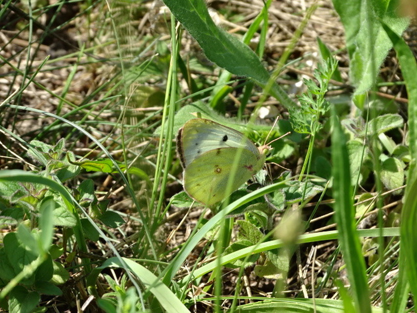 Colias alfacariensis - déli kéneslepke