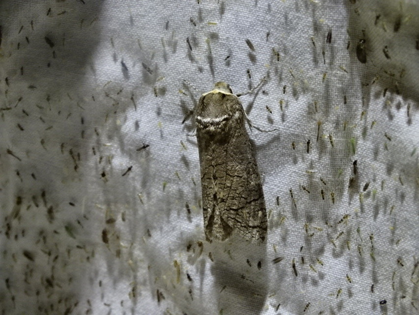 Cossus cossus - fűzfarontólepke