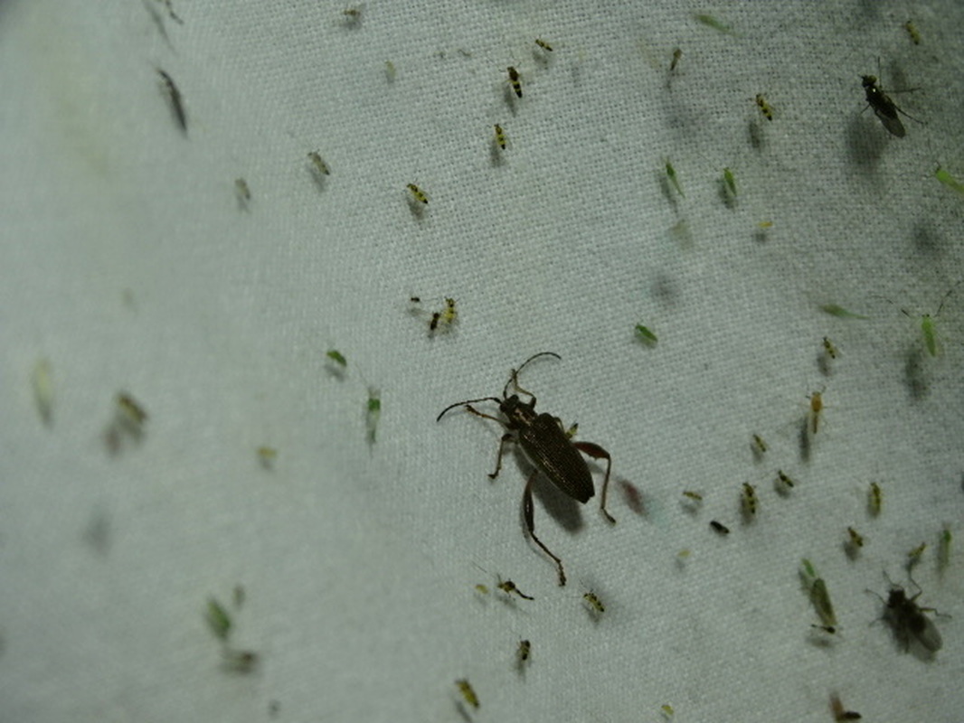 Donacia crassipes - vastagcombú sásbogár