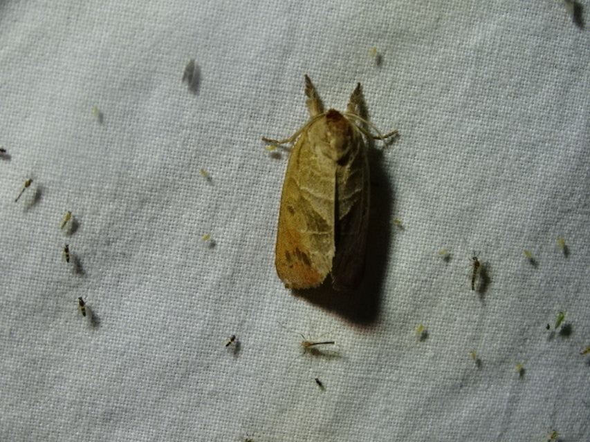 Clostera anastomosis - barna levélszövő