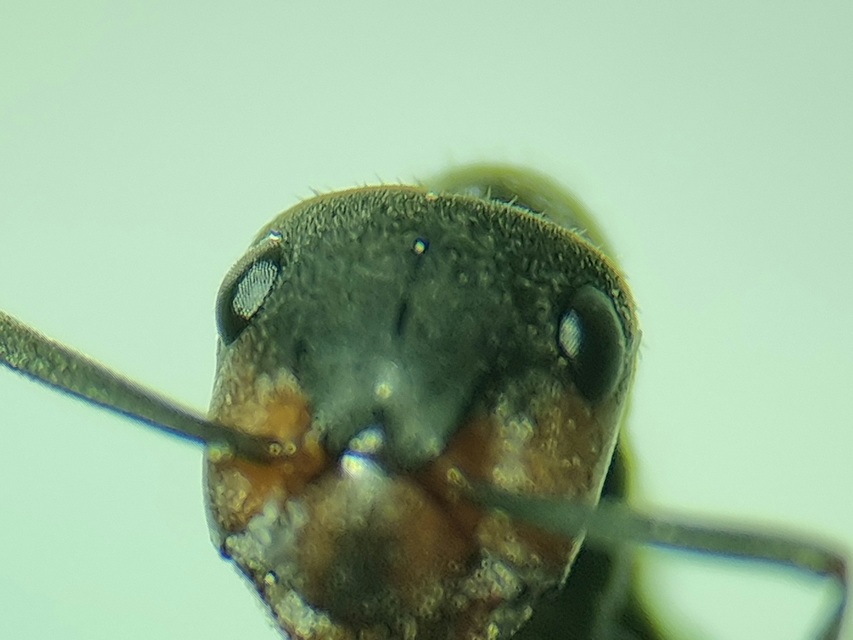 Formica pratensis - réti vöröshangya