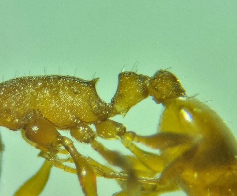 Temnothorax albipennis - ligeti kéreghangya