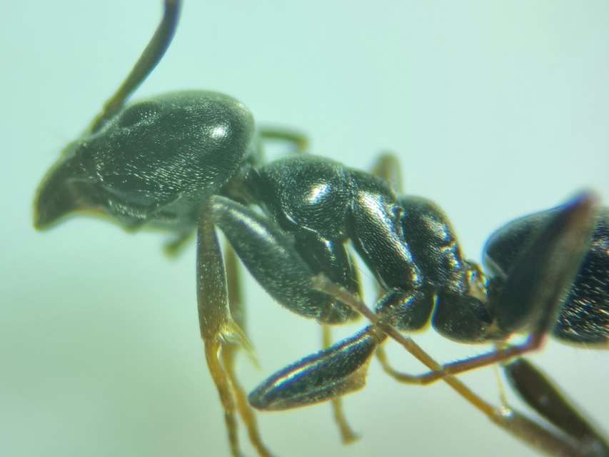 Tapinoma erraticum - kóborhangya