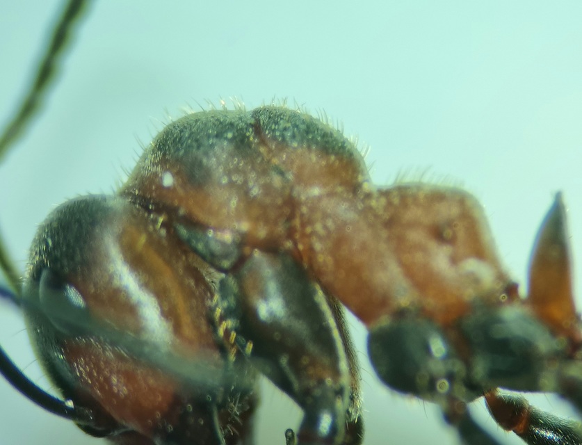 Formica pratensis - réti vöröshangya