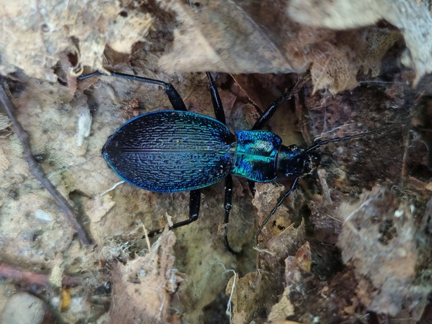 Carabus intricatus - kék laposfutrinka Carabus intricatus - kék laposfutrinka