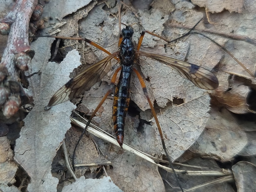Dictenidia bimaculata