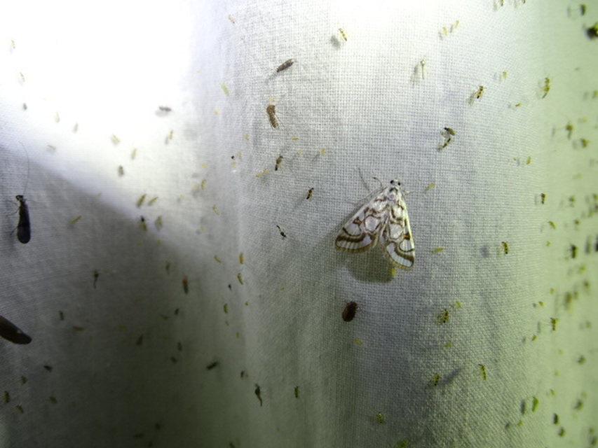 Nymphula nitidulata - díszes vízimoly