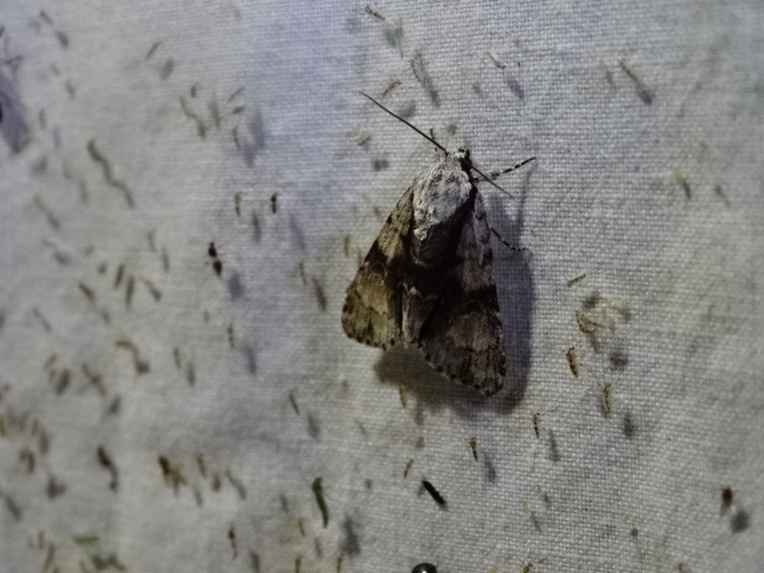 Acronicta alni - éger-szigonyosbagoly