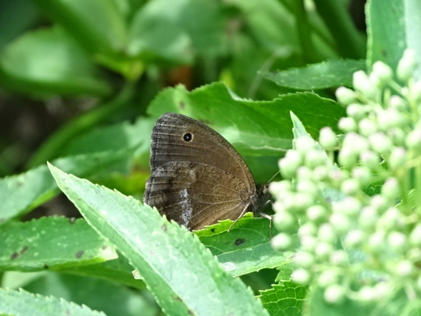 Minois dryas - fekete szemeslepke