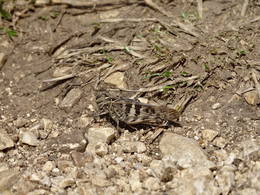 Oedaleus decorus - szalagos sáska