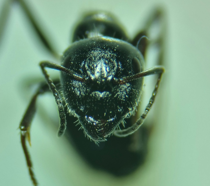 Camponotus atricolor - nyerges lóhangya