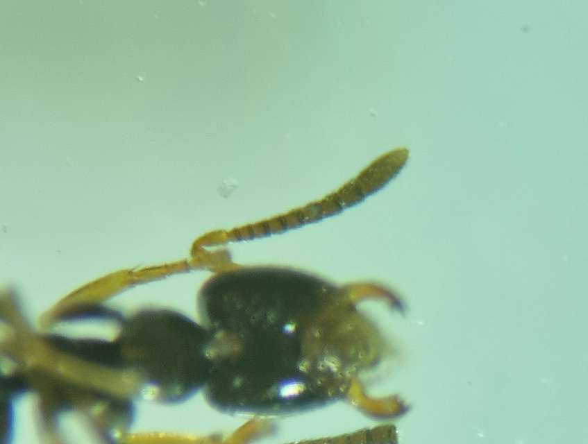 Plagiolepis pygmaea - lapos törpehangya