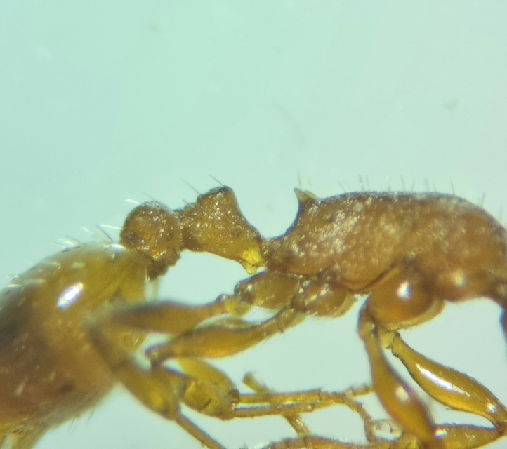 Temnothorax albipennis - ligeti kéreghangya