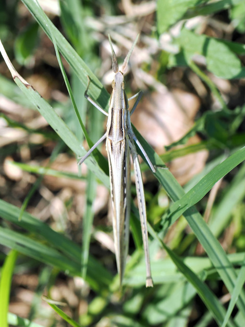 Acrida ungarica - sisakos sáska