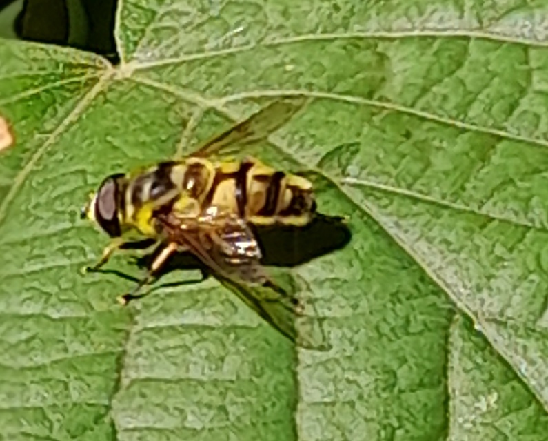 Myathropa florea - halálfejes odúlégy