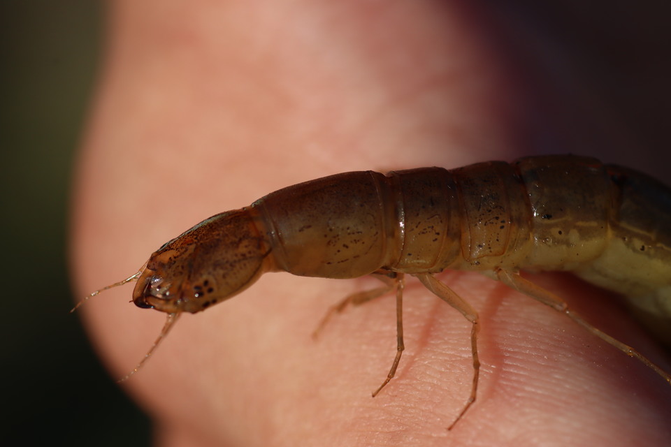 Cybister lateralimarginalis - nagy búvárbogár