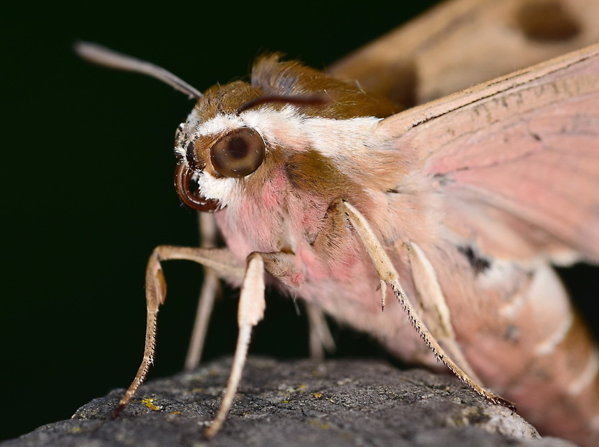 Hyles euphorbiae - kutyatejszender
