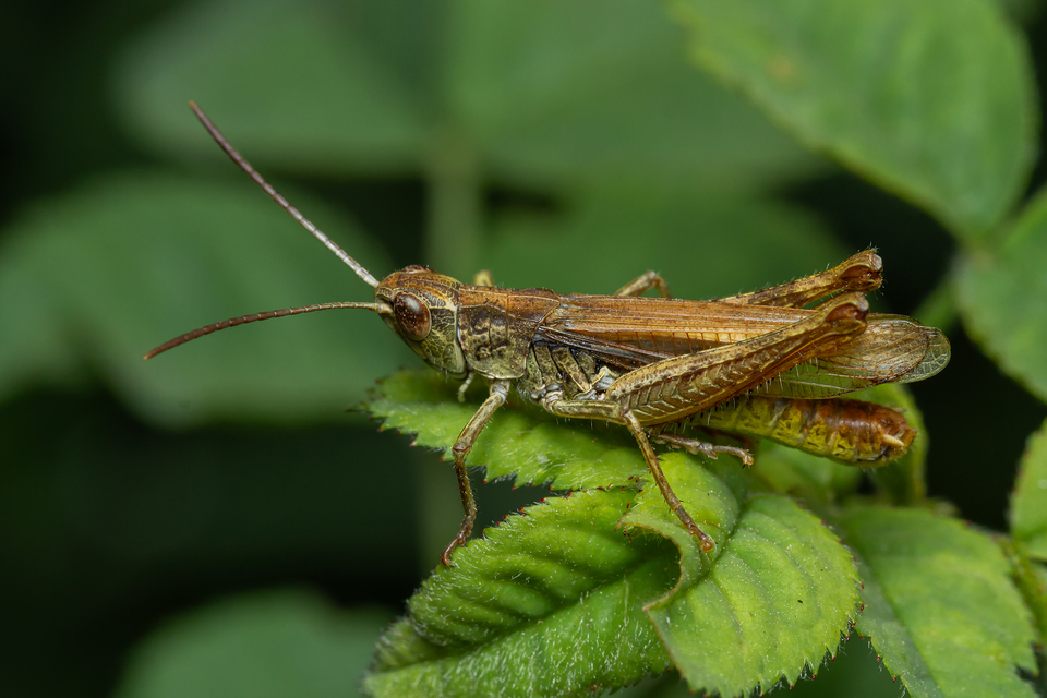 Chorthippus apricarius - szélesszárnyú tarlósáska