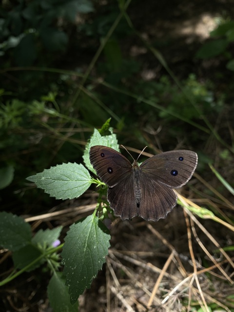 Minois dryas - fekete szemeslepke