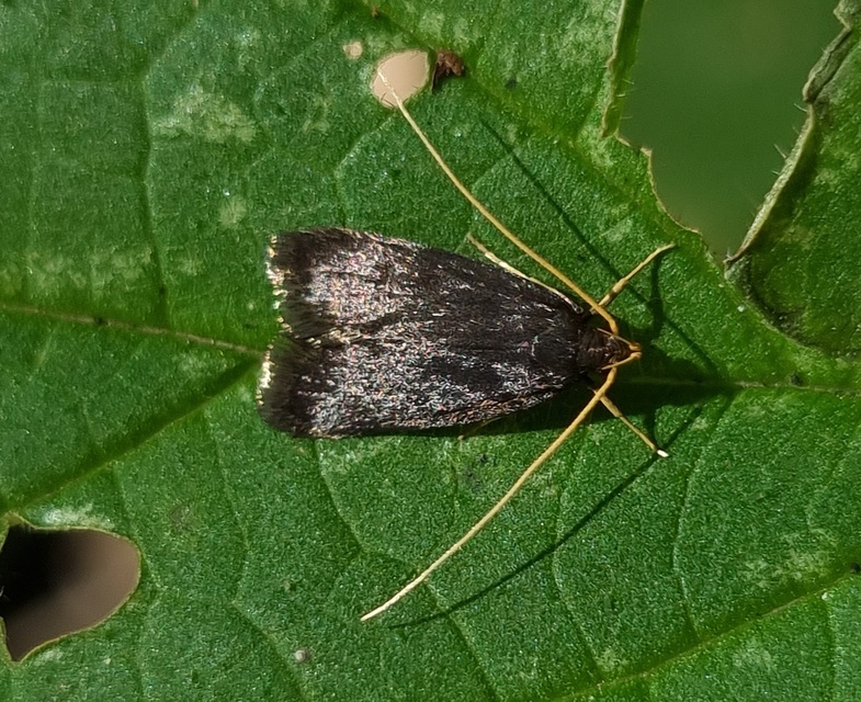 Lecithoceridae - hindumolyfélék