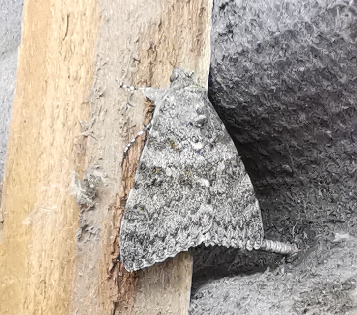 Catocala elocata - közönséges övesbagoly