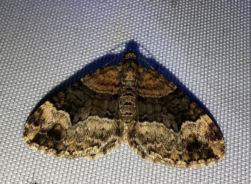Xanthorhoe biriviata - kétsávos tarkaaraszoló