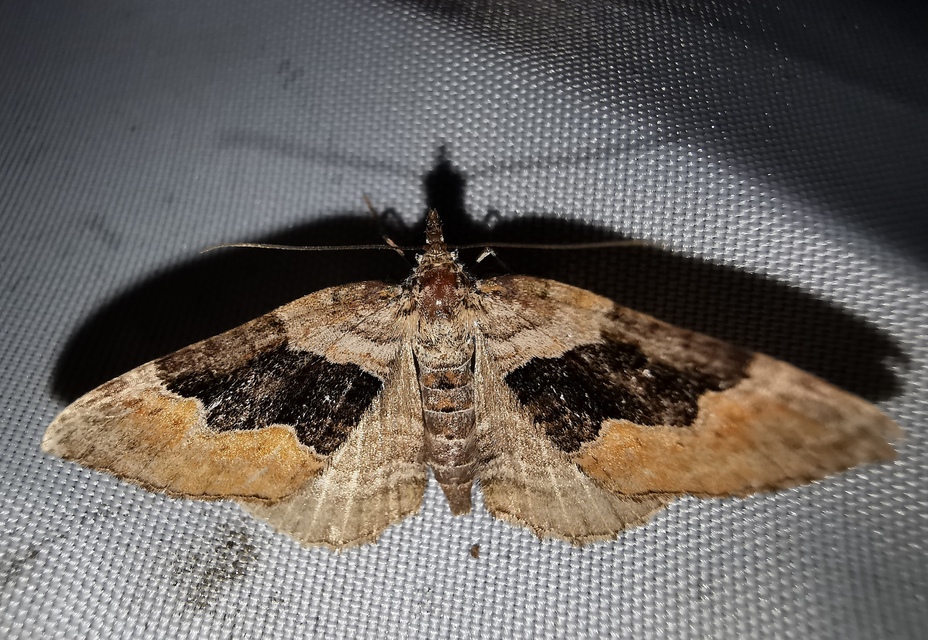 Xanthorhoe quadrifasiata - négysávos tarkaaraszoló